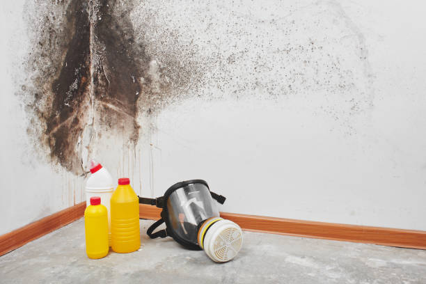 Best Attic Mold Removal  in Hustisford, WI