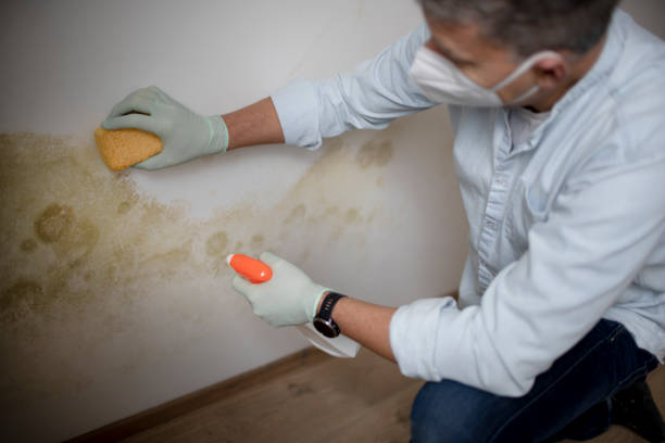 Best Best Mold Removal Companies  in Hustisford, WI