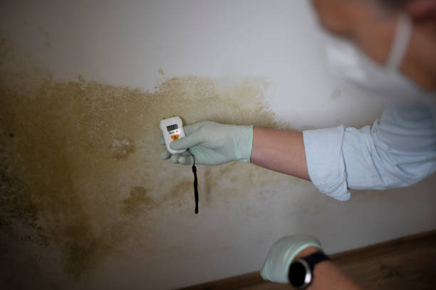 Best Local Mold Removal Service  in Hustisford, WI