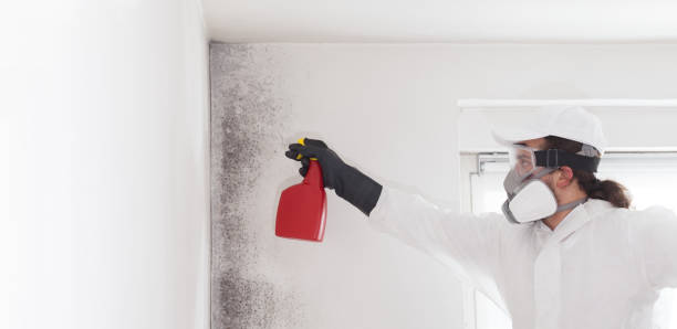 Best Same-Day Mold Removal  in Hustisford, WI