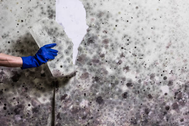 Best Mold Removal Near Me  in Hustisford, WI