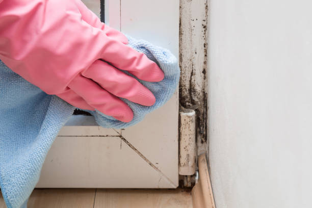 Best Toxic Mold Removal  in Hustisford, WI