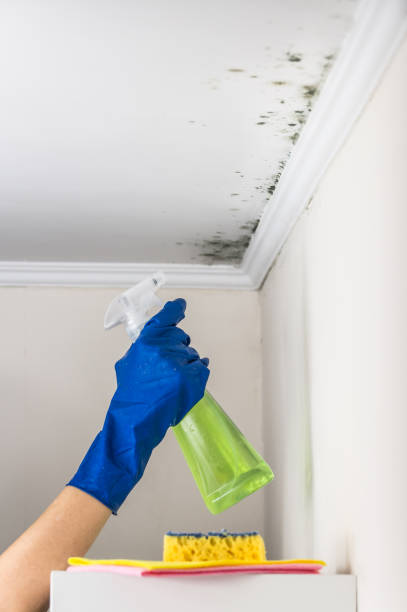 Best Professional Mold Removal  in Hustisford, WI